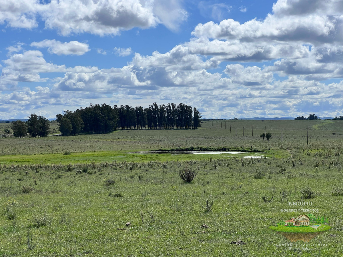 Campo Ref.981 - VENTA DE CHACRA  81 HECTÁREAS EN CAMINO A PUEBLO GARZÓN