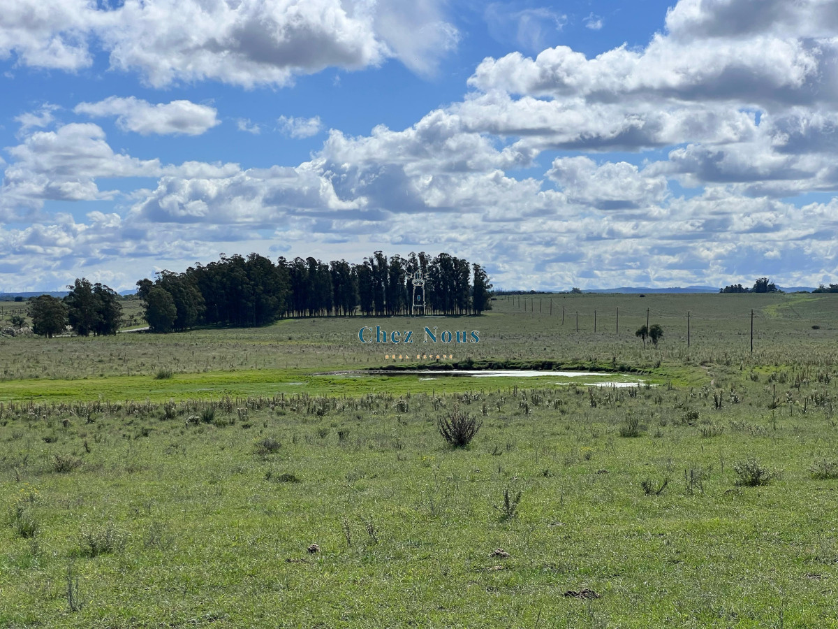 Campo Ref.2113 - VENTA DE CHACRA – 81 HECTÁREAS EN CAMINO A PUEBLO GARZÓN