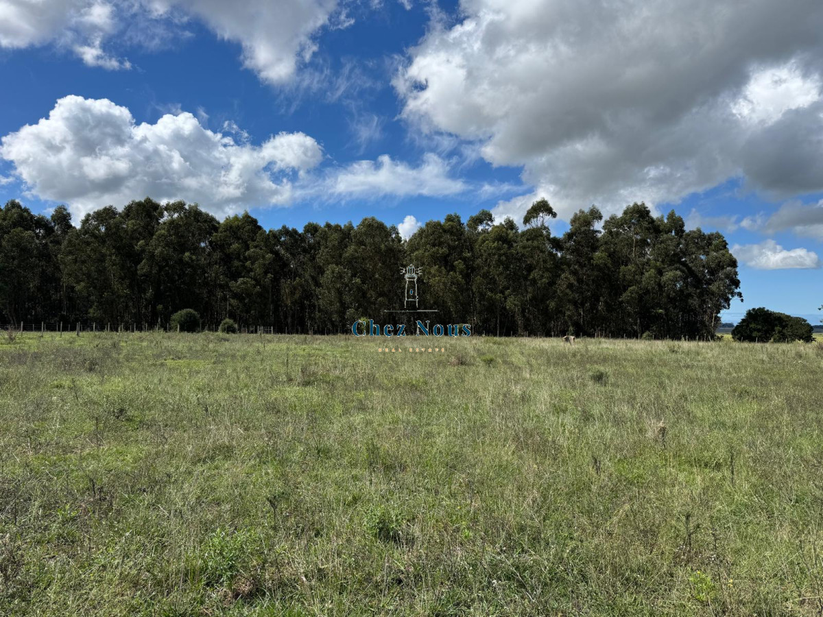 Campo Ref.2113 - VENTA DE CHACRA – 81 HECTÁREAS EN CAMINO A PUEBLO GARZÓN