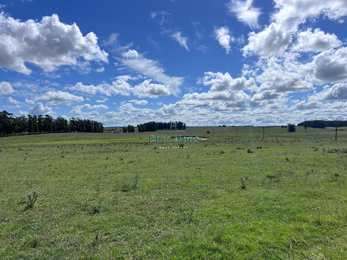 Campo Ref.2113 - VENTA DE CHACRA – 81 HECTÁREAS EN CAMINO A PUEBLO GARZÓN