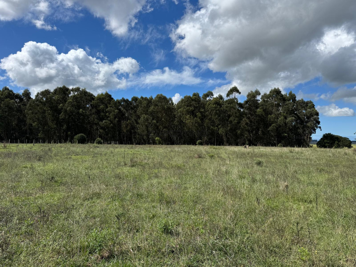 Campo en , — foto 36