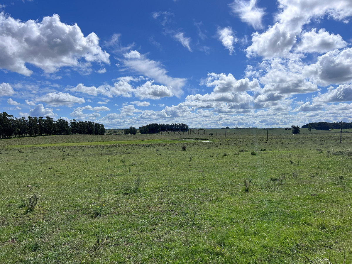 Campo en , — foto 7