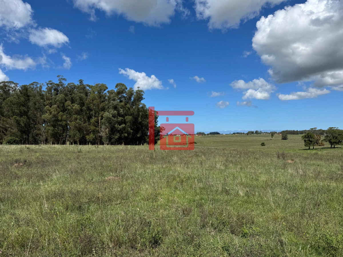 Campo Ref.668 - VENTA DE CHACRA - 81 HECTÁREAS EN CAMINO A PUEBLO GARZÓN