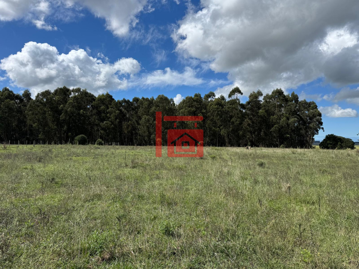 Campo Ref.668 - VENTA DE CHACRA - 81 HECTÁREAS EN CAMINO A PUEBLO GARZÓN