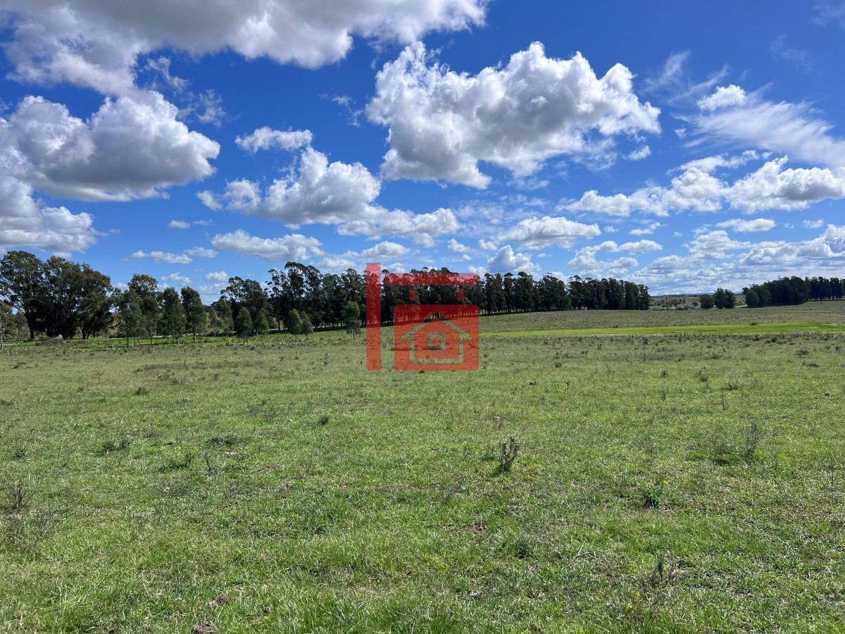 Campo Ref.668 - VENTA DE CHACRA - 81 HECTÁREAS EN CAMINO A PUEBLO GARZÓN