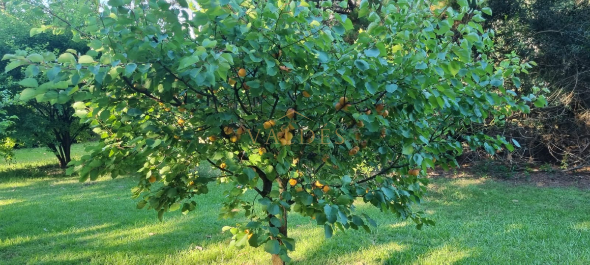 Chacra ID.4392 - Chacra soñada en José Ignacio 
