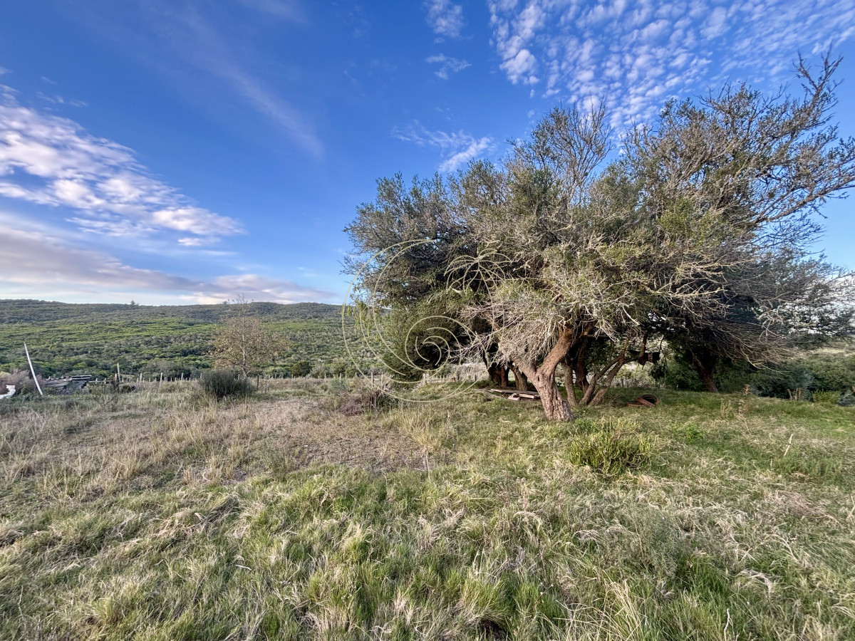 Chacra ID.21092963 - Oportunidad, Chacra en venta Pueblo Garzón (Frente a Bodega Garzón)