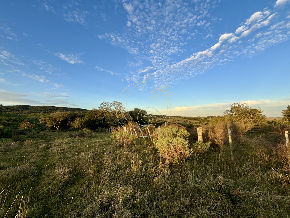 Chacra ID.21092963 - Oportunidad, Chacra en venta Pueblo Garzón (Frente a Bodega Garzón)