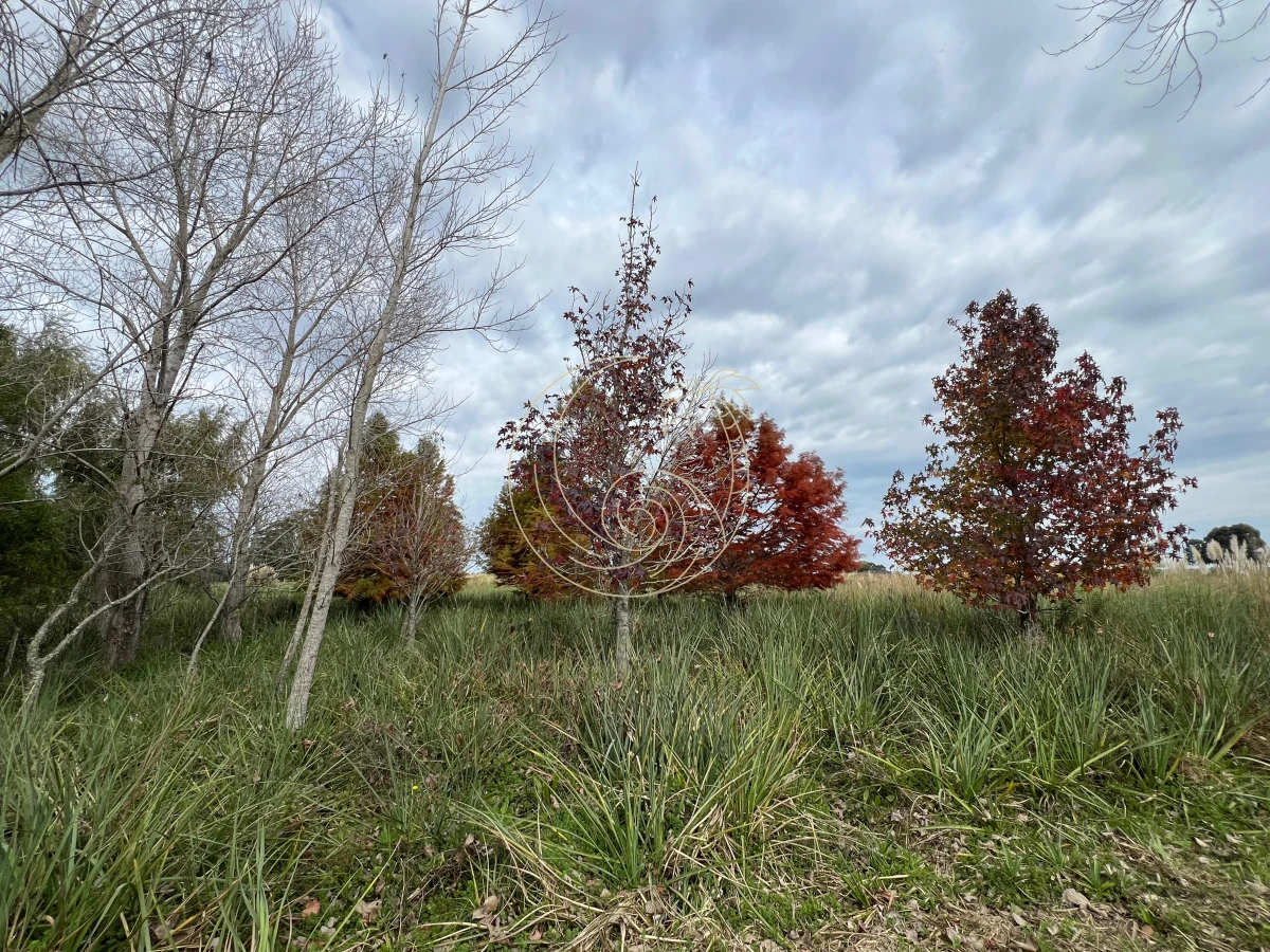 Chacra ID.21092932 - CHACRA EN EL QUIJOTE