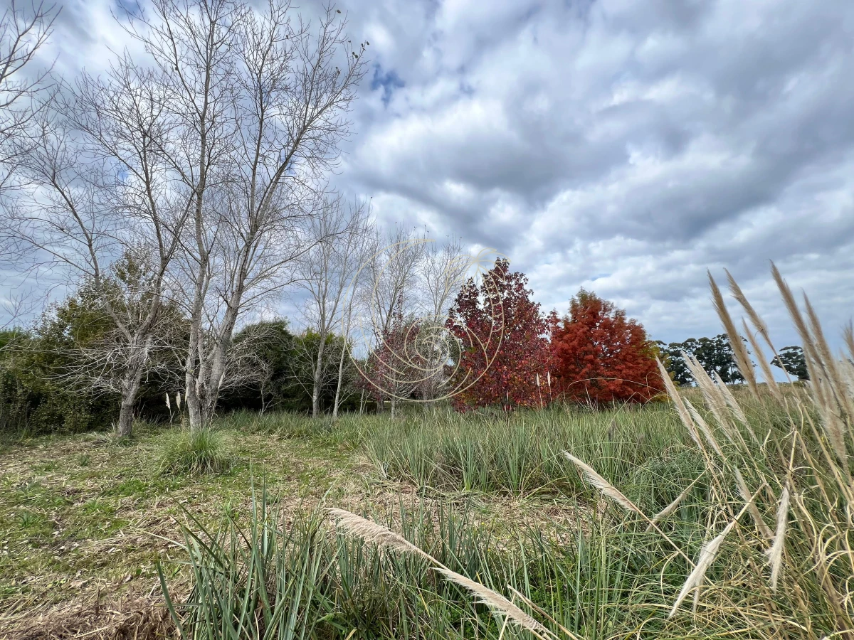 Chacra ID.21092932 - CHACRA EN EL QUIJOTE