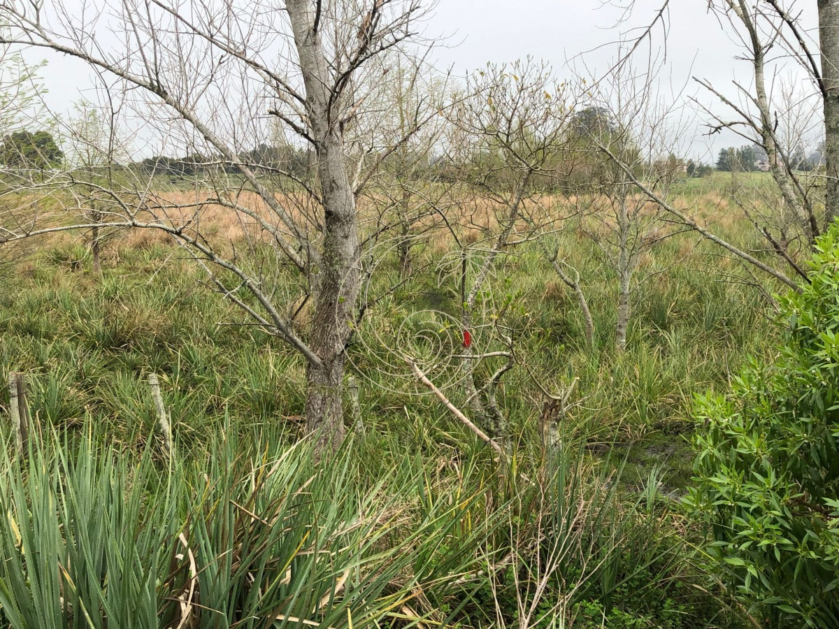 Chacra ID.21092415 - Chacra de 5 hectareas pegada al Barrio Cerrado El Quijote - La Barra 