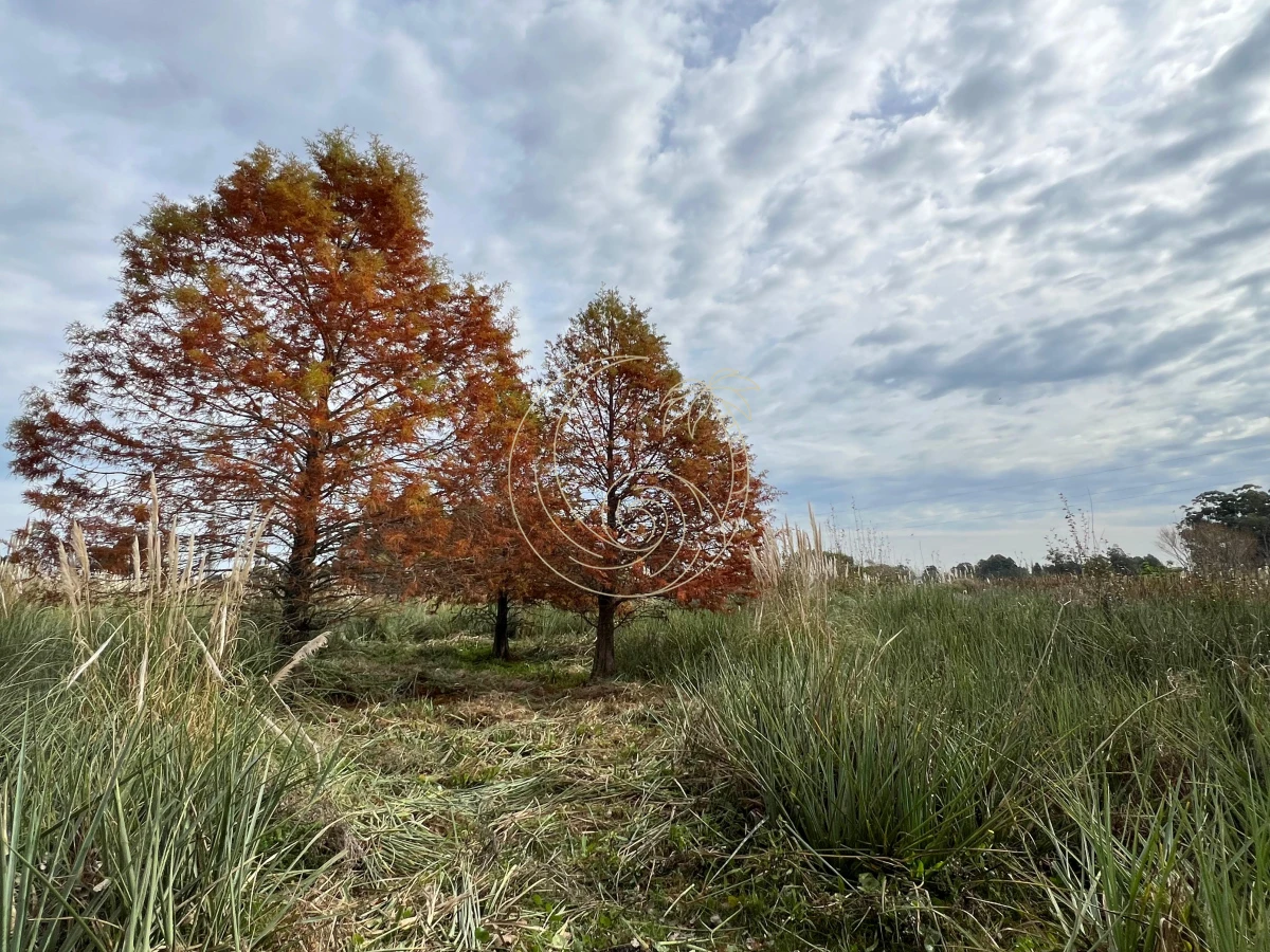 Chacra ID.21092932 - CHACRA EN EL QUIJOTE