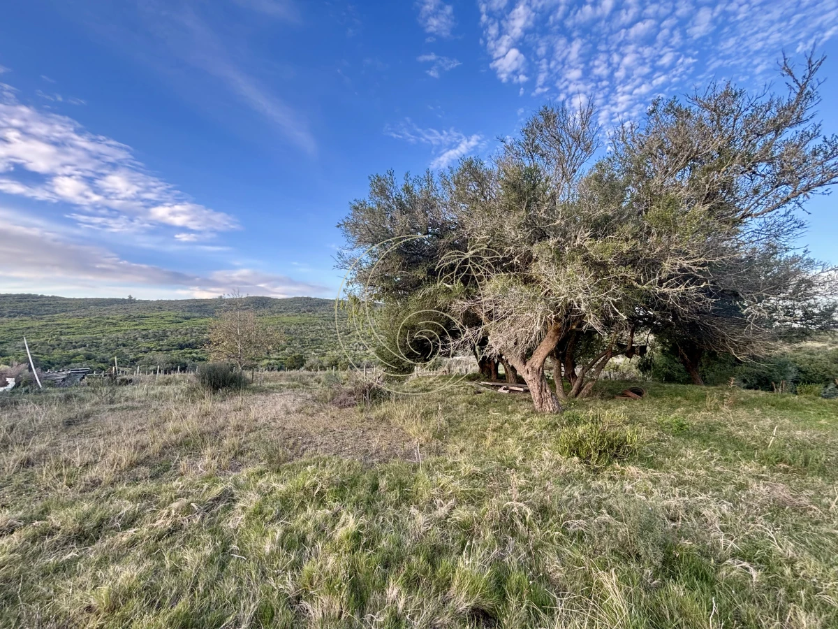 Chacra ID.21092963 - Oportunidad, Chacra en venta Pueblo Garzón (Frente a Bodega Garzón)