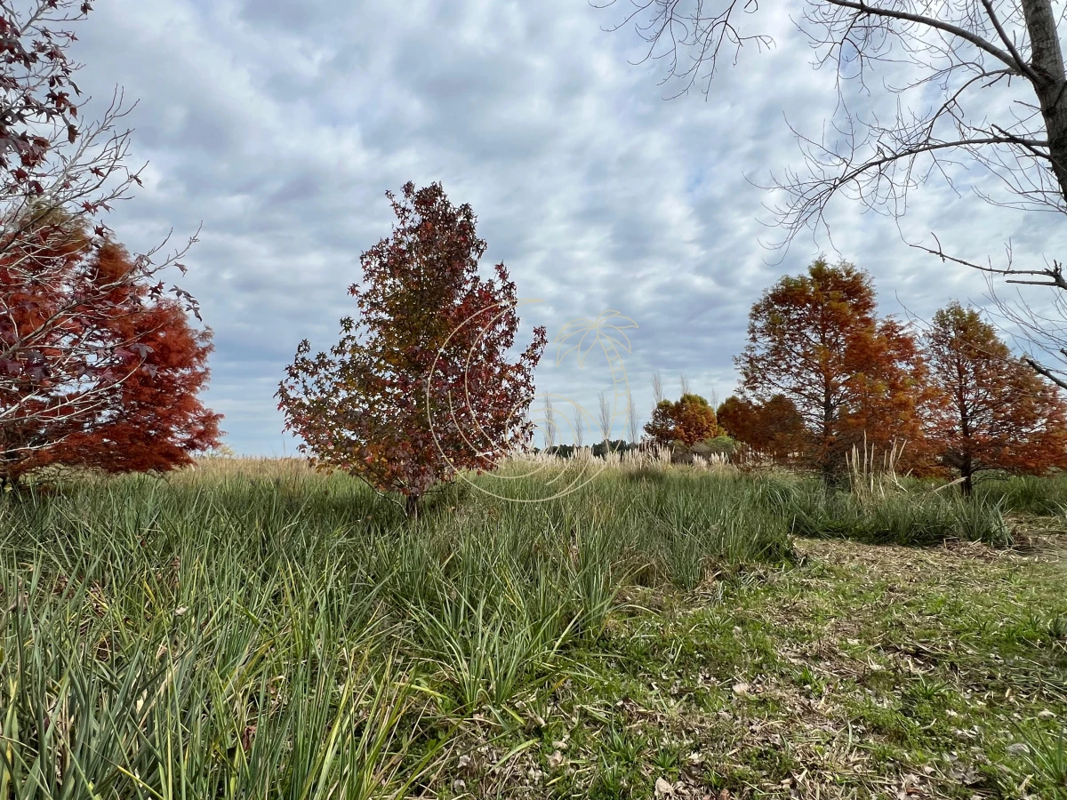 Chacra ID.21092932 - CHACRA EN EL QUIJOTE