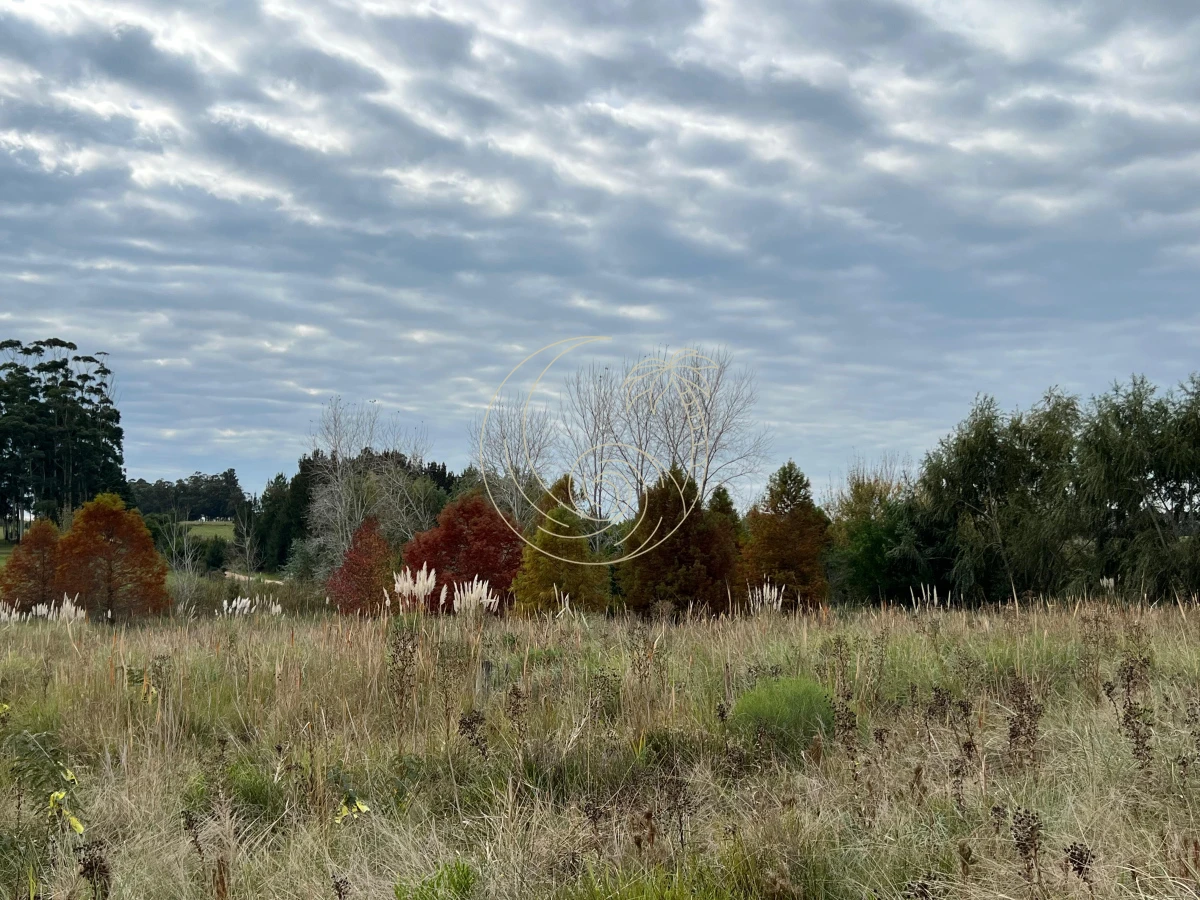 Chacra ID.21092932 - CHACRA EN EL QUIJOTE