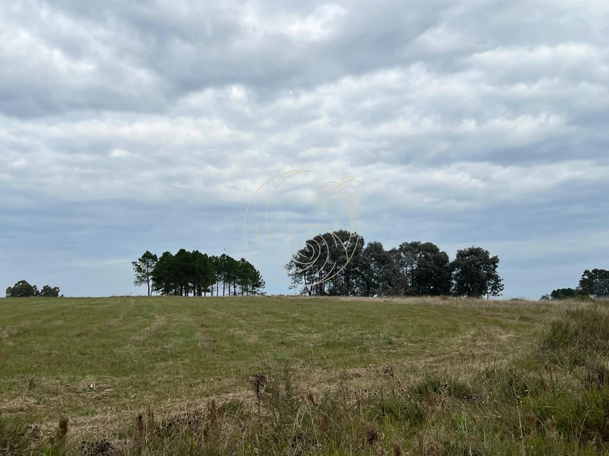 Chacra ID.21092932 - CHACRA EN EL QUIJOTE