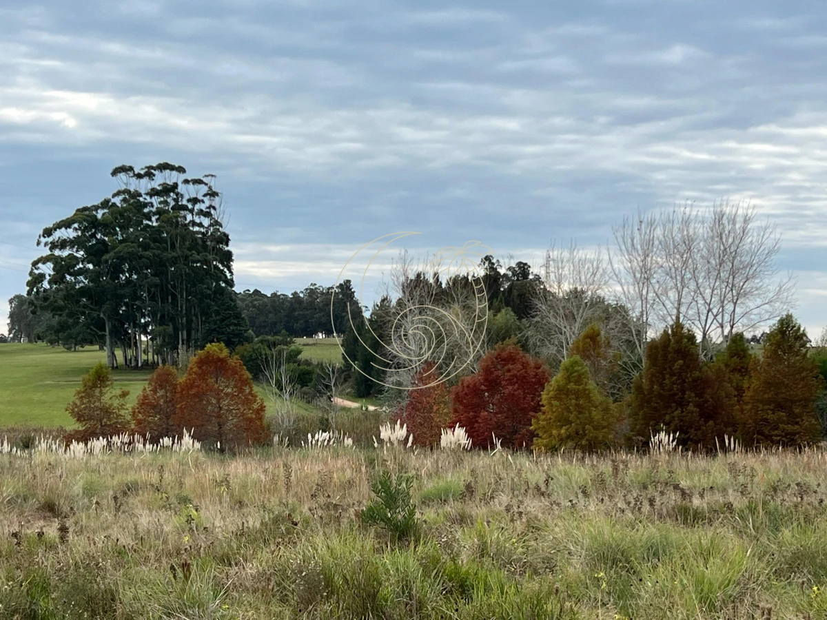 Chacra ID.21092932 - CHACRA EN EL QUIJOTE