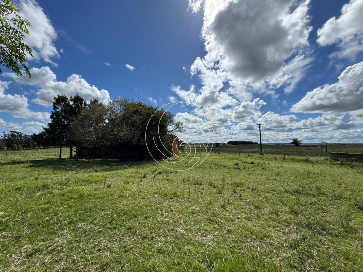 Campo Ref.21092828 - VENTA DE CHACRA  81 HECTÁREAS EN CAMINO A PUEBLO GARZÓN