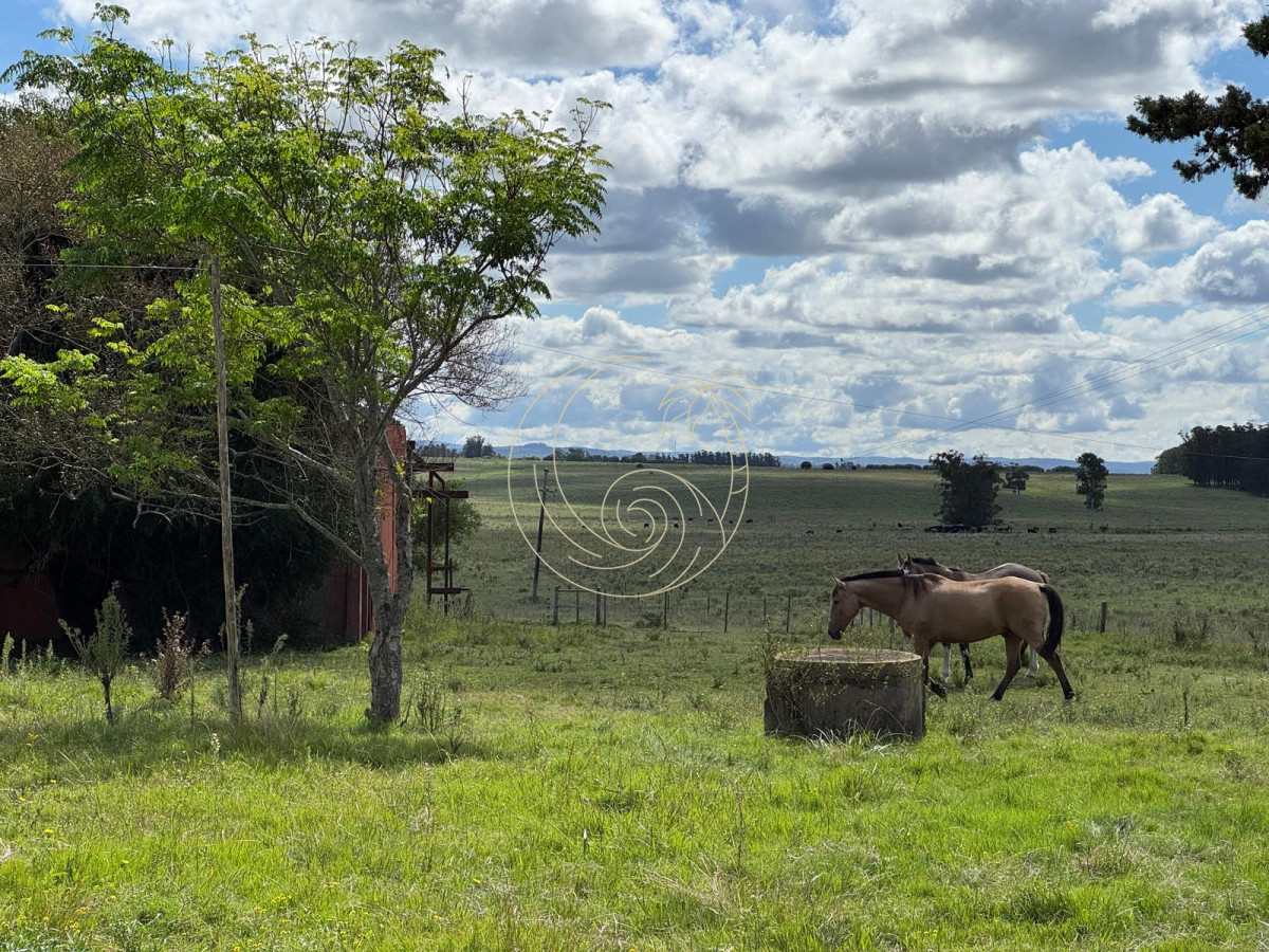 Campo Ref.21092828 - VENTA DE CHACRA  81 HECTÁREAS EN CAMINO A PUEBLO GARZÓN