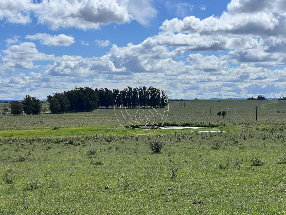 Campo Ref.21092828 - VENTA DE CHACRA  81 HECTÁREAS EN CAMINO A PUEBLO GARZÓN