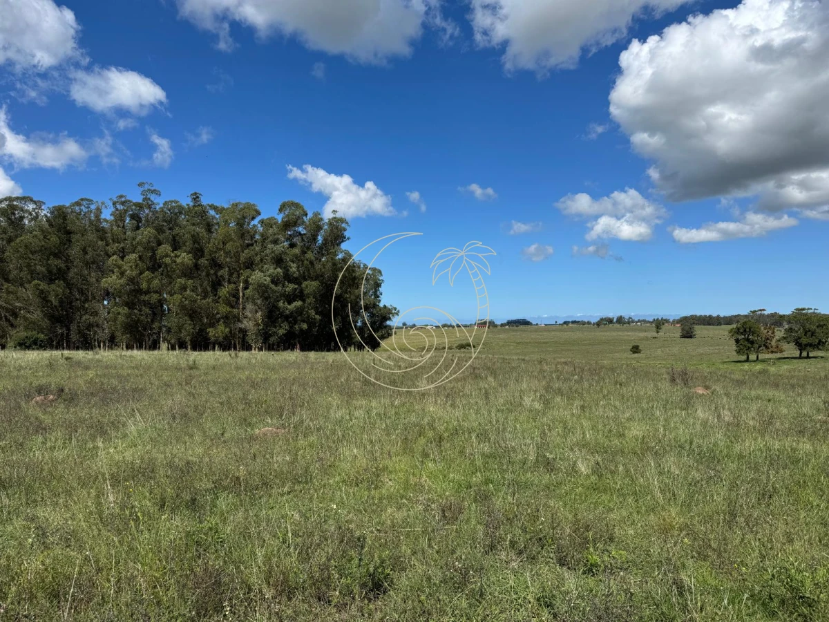Campo Ref.21092828 - VENTA DE CHACRA – 81 HECTÁREAS EN CAMINO A PUEBLO GARZÓN