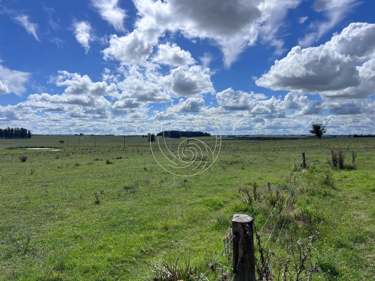 Campo Ref.21092828 - VENTA DE CHACRA – 81 HECTÁREAS EN CAMINO A PUEBLO GARZÓN