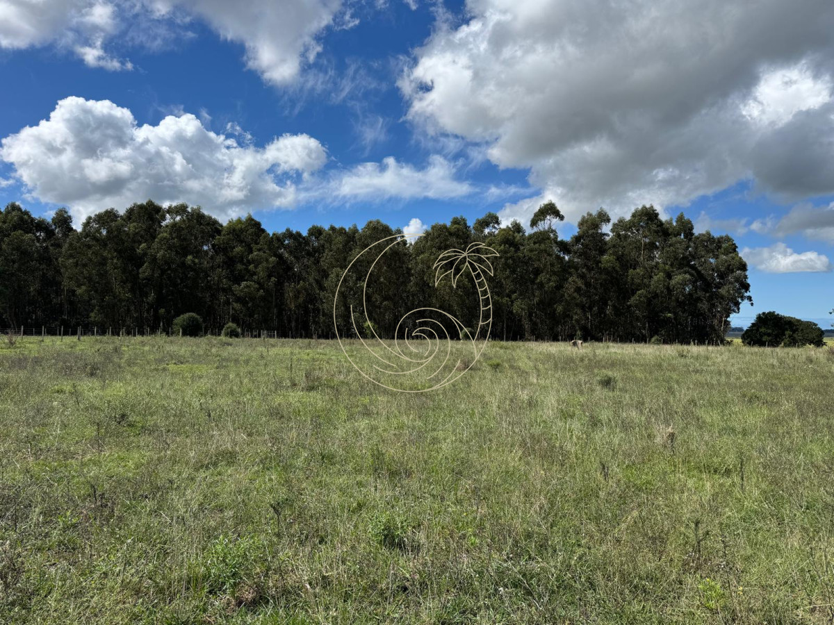 Campo Ref.21092828 - VENTA DE CHACRA  81 HECTÁREAS EN CAMINO A PUEBLO GARZÓN