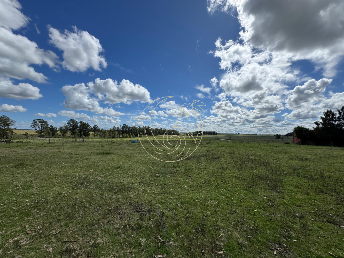 Campo Ref.21092828 - VENTA DE CHACRA  81 HECTÁREAS EN CAMINO A PUEBLO GARZÓN
