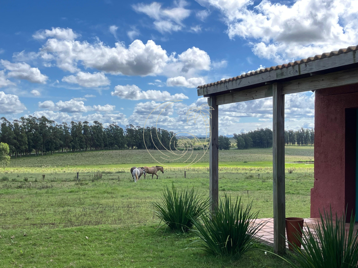 Campo Ref.21092828 - VENTA DE CHACRA  81 HECTÁREAS EN CAMINO A PUEBLO GARZÓN