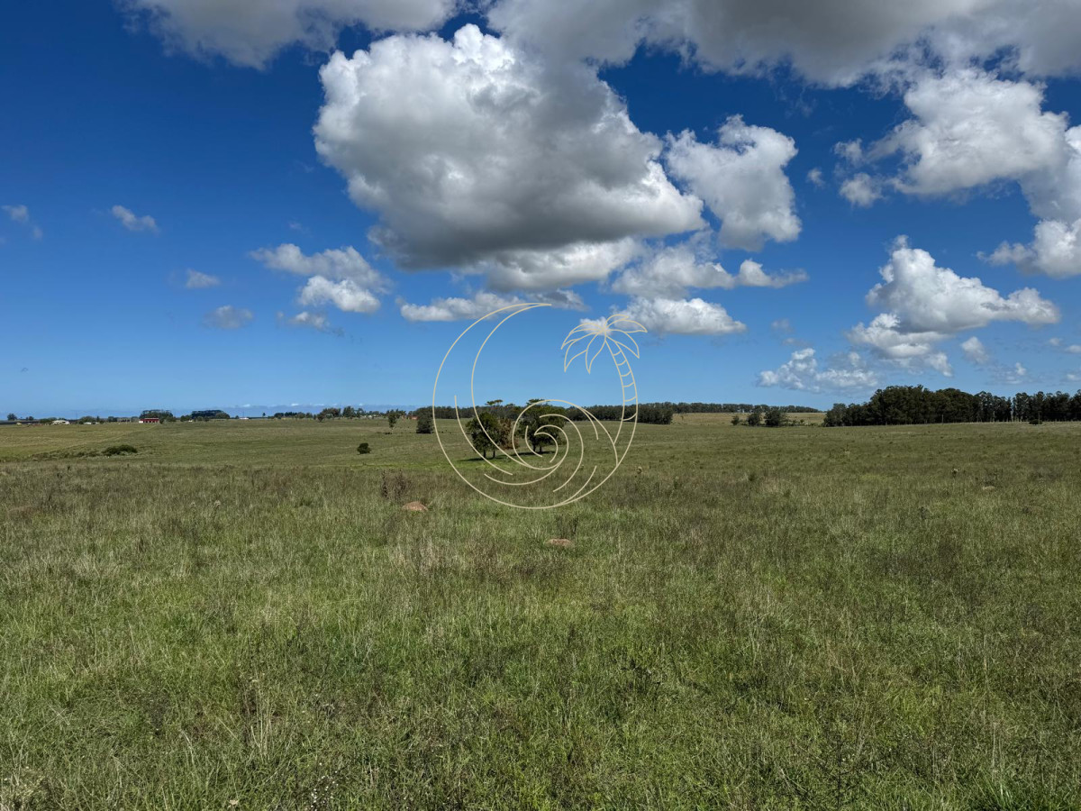 Campo Ref.21092828 - VENTA DE CHACRA  81 HECTÁREAS EN CAMINO A PUEBLO GARZÓN