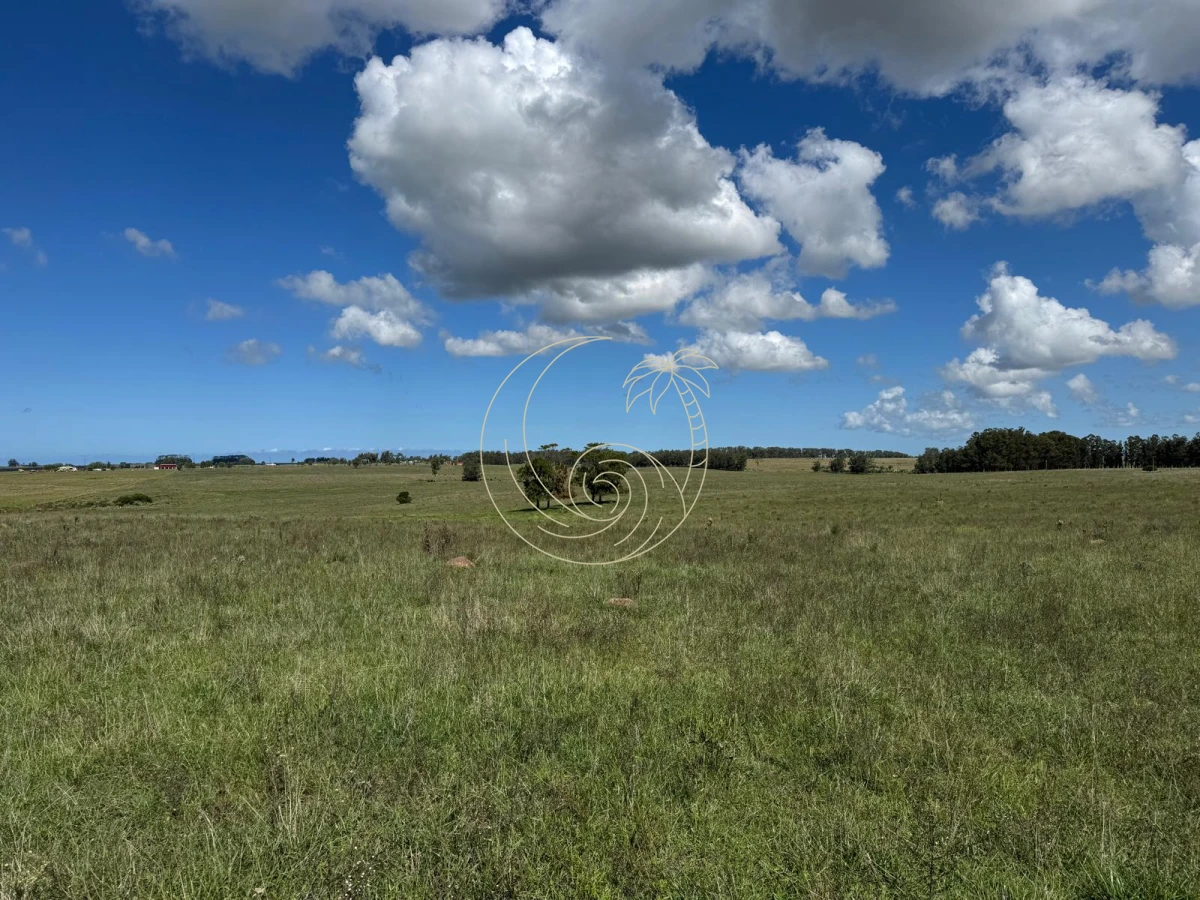 Campo Ref.21092828 - VENTA DE CHACRA – 81 HECTÁREAS EN CAMINO A PUEBLO GARZÓN