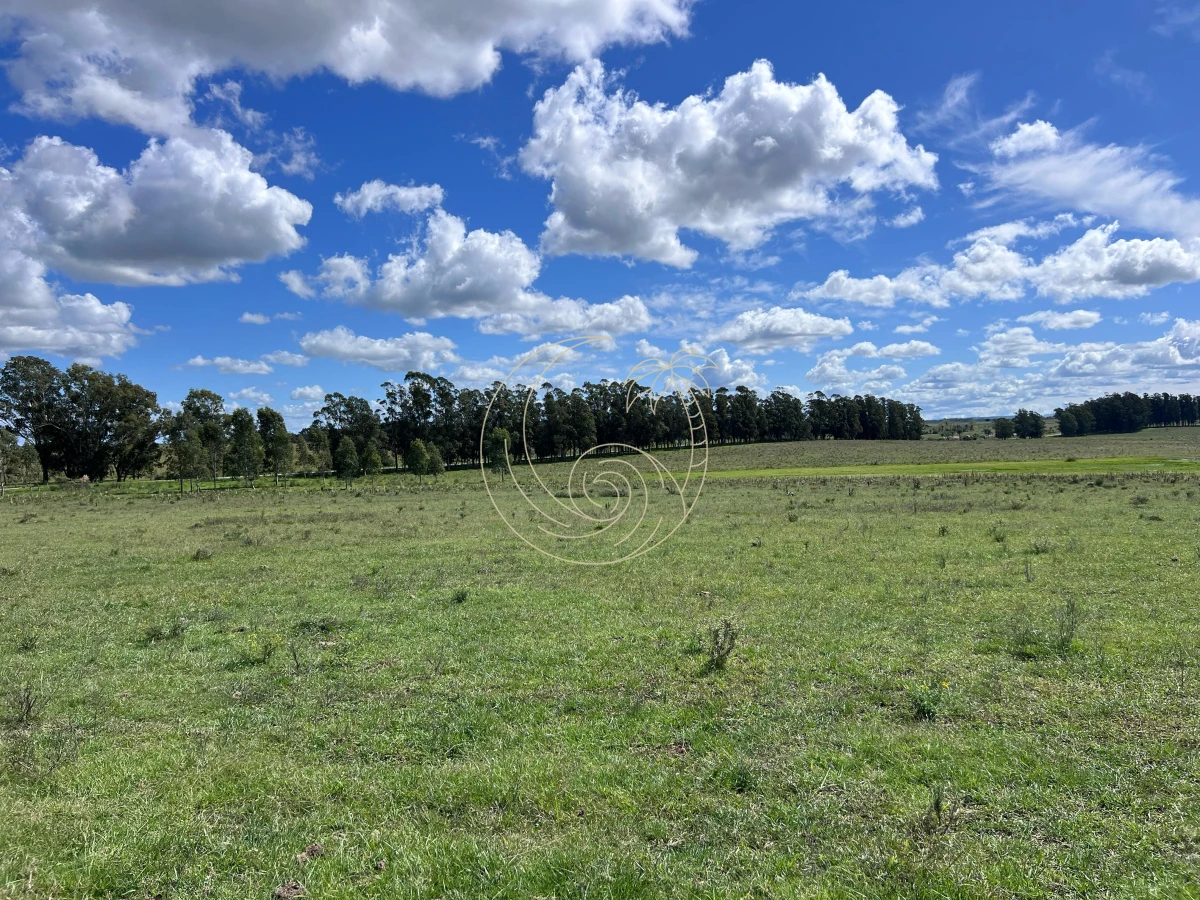 Campo Ref.21092828 - VENTA DE CHACRA – 81 HECTÁREAS EN CAMINO A PUEBLO GARZÓN