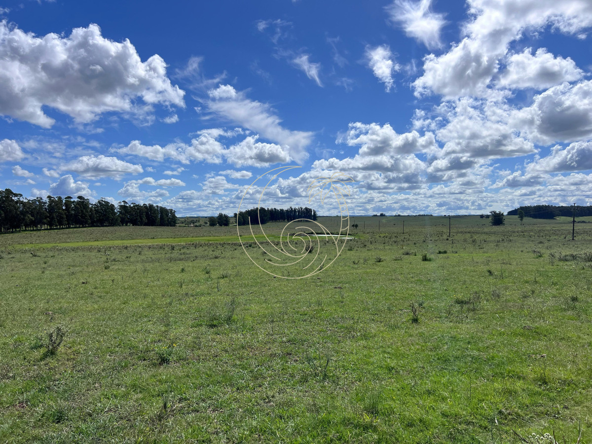 Campo Ref.21092828 - VENTA DE CHACRA  81 HECTÁREAS EN CAMINO A PUEBLO GARZÓN