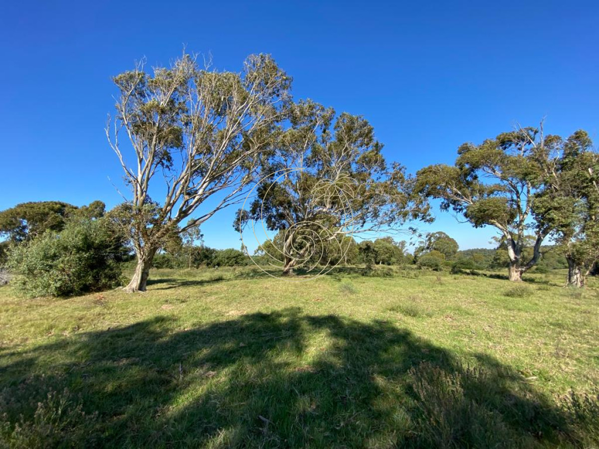 Terreno ID.21092378 - TERRENO 2.422m2 EN LA PALOMA, ROCHA 