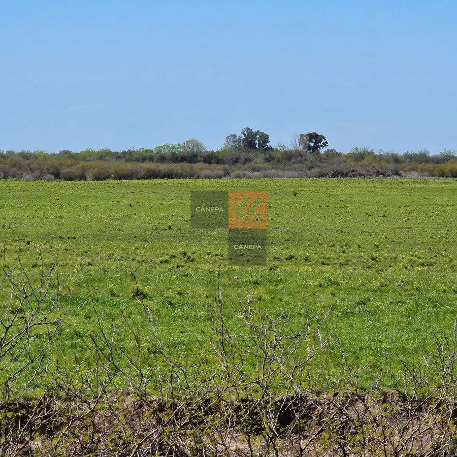 Campo