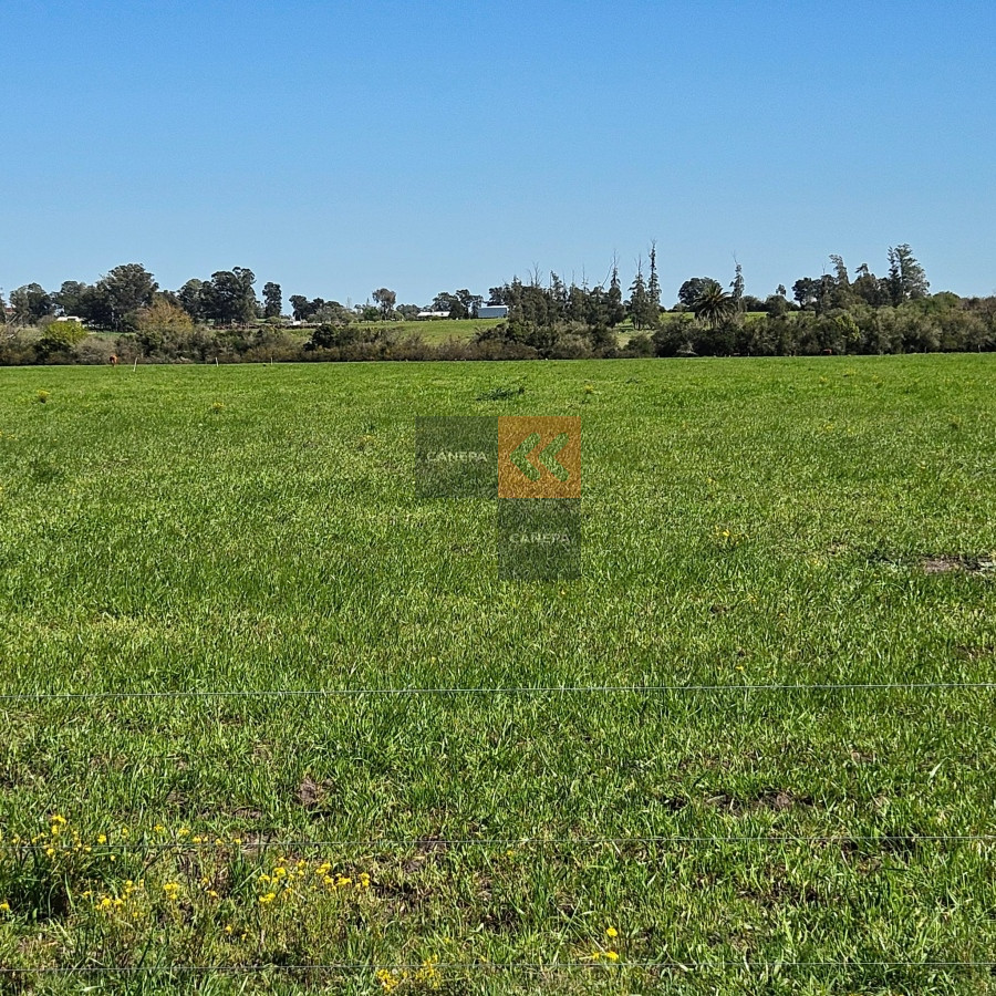 Campo