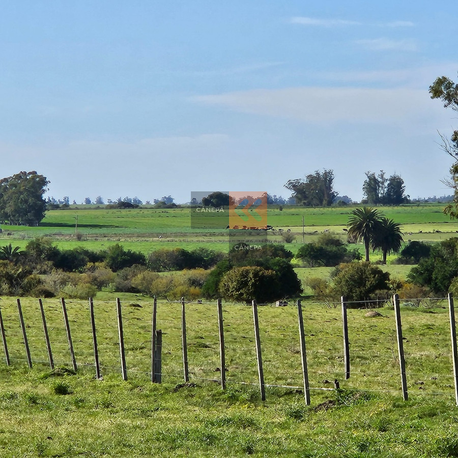 Campo