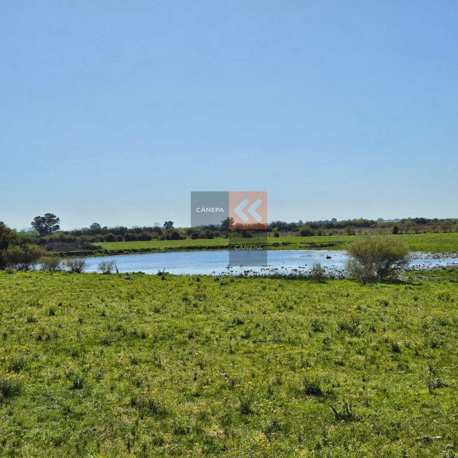 Campo