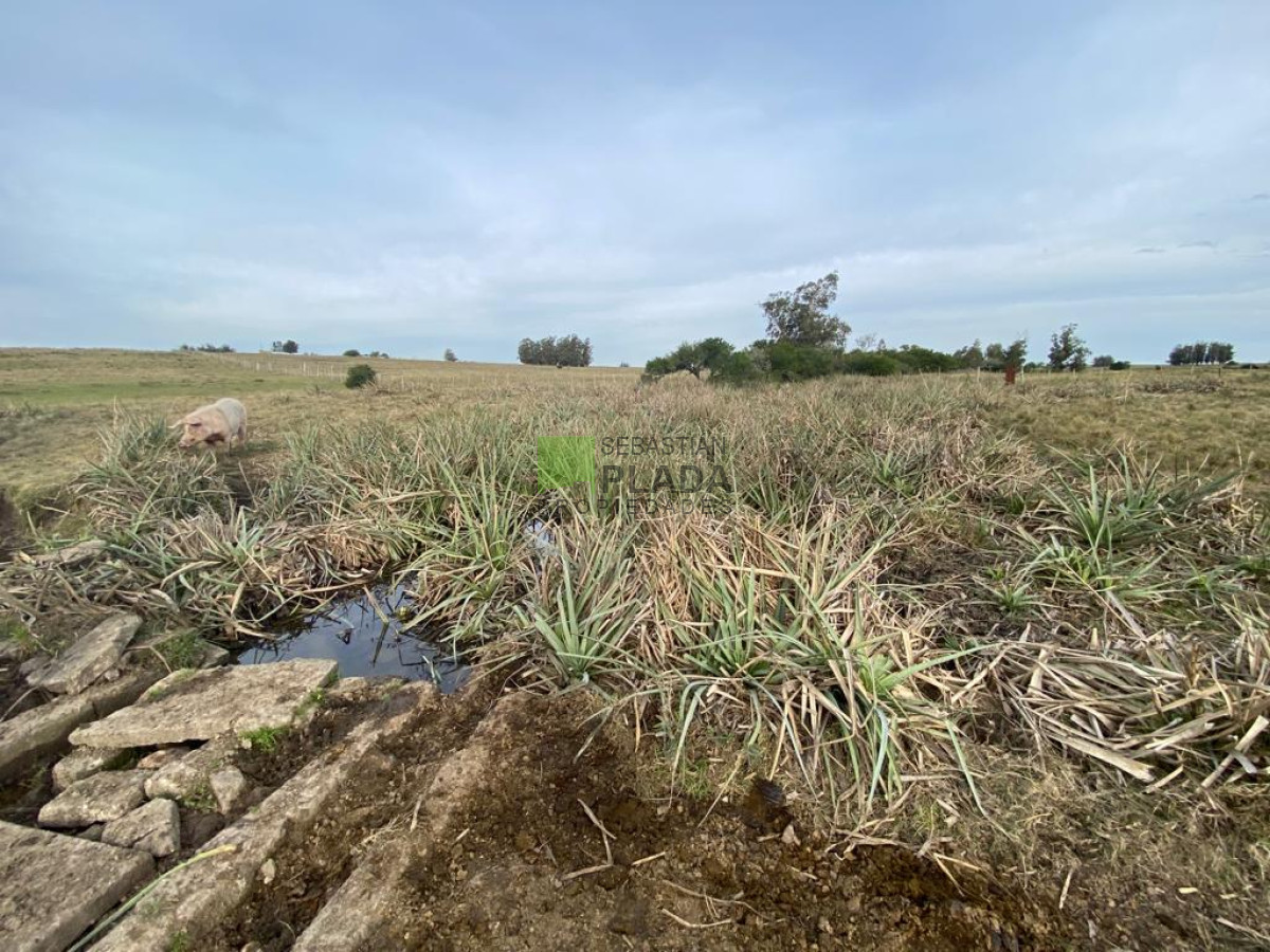 Chacra ID.976 - Fracción de 17 Hás. en Paraje José Ignacio.