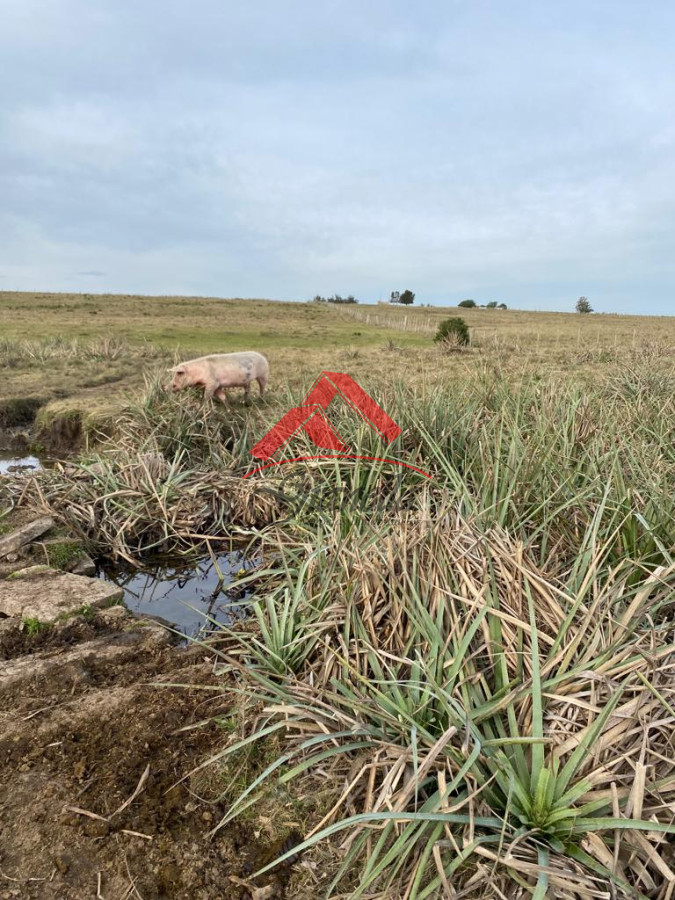 Chacra ID.1805 - Cañada Bellaca