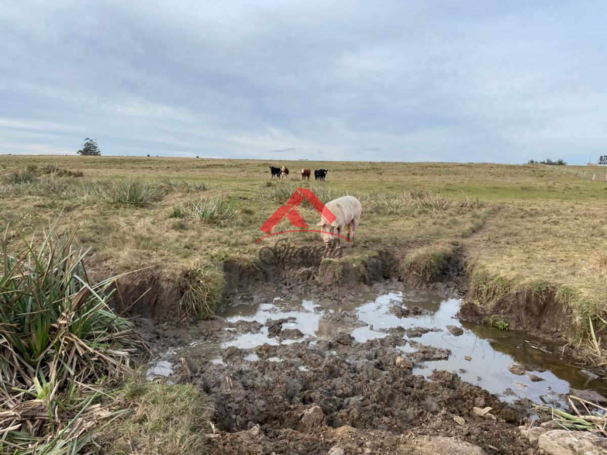 Chacra ID.1805 - Cañada Bellaca