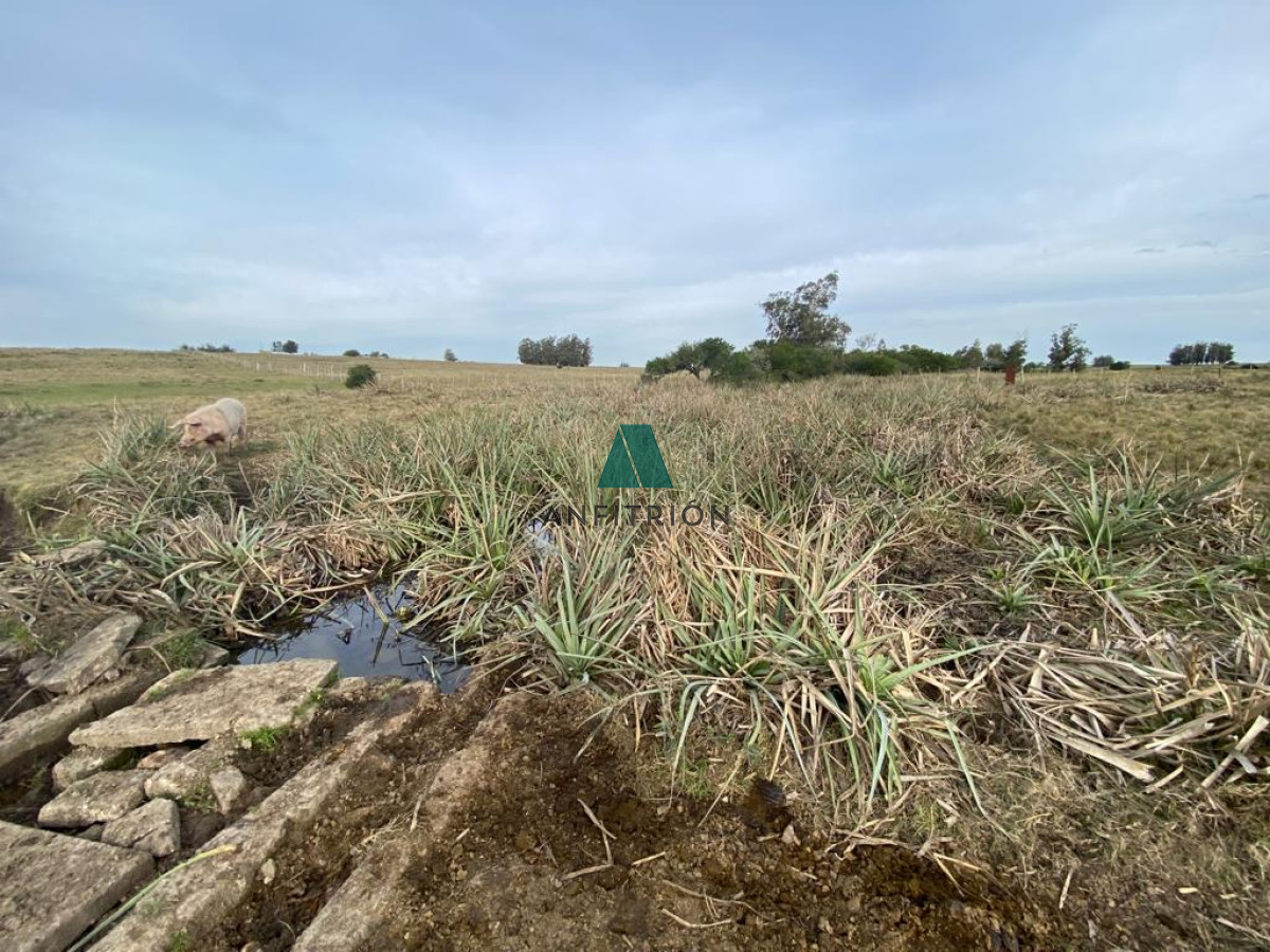 Chacra ID.381 - CAÑADA BELLACA