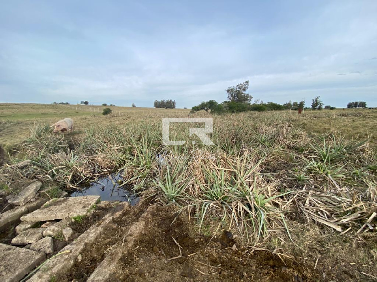 Chacra ID.179 - CAÑADA BELLACA