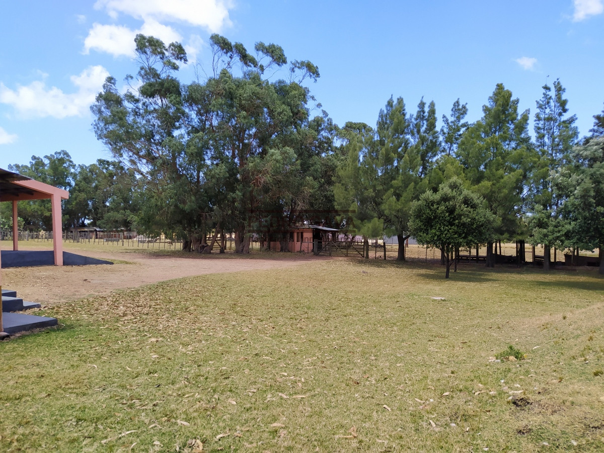 Chacra ID.308 -  Chacra en alquiler anual – 36 hectáreas sobre Ruta Interbalnearia, a minutos de Piriápolis