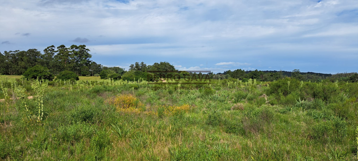 Chacra ID.161 - Hermosa chacra de casi 6 hectareas muy proxima a Punta del Este y Punta Ballena