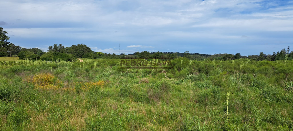 Chacra ID.160 - Muy proxima a Punta Ballena y Punta del Este, chacra a la venta de casi 6 hectáreas.