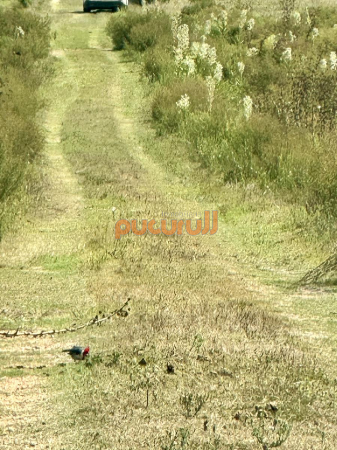 Chacra ID.2663 - Venta Chacra con Casa 4 dormitorios Camino a la Pataia