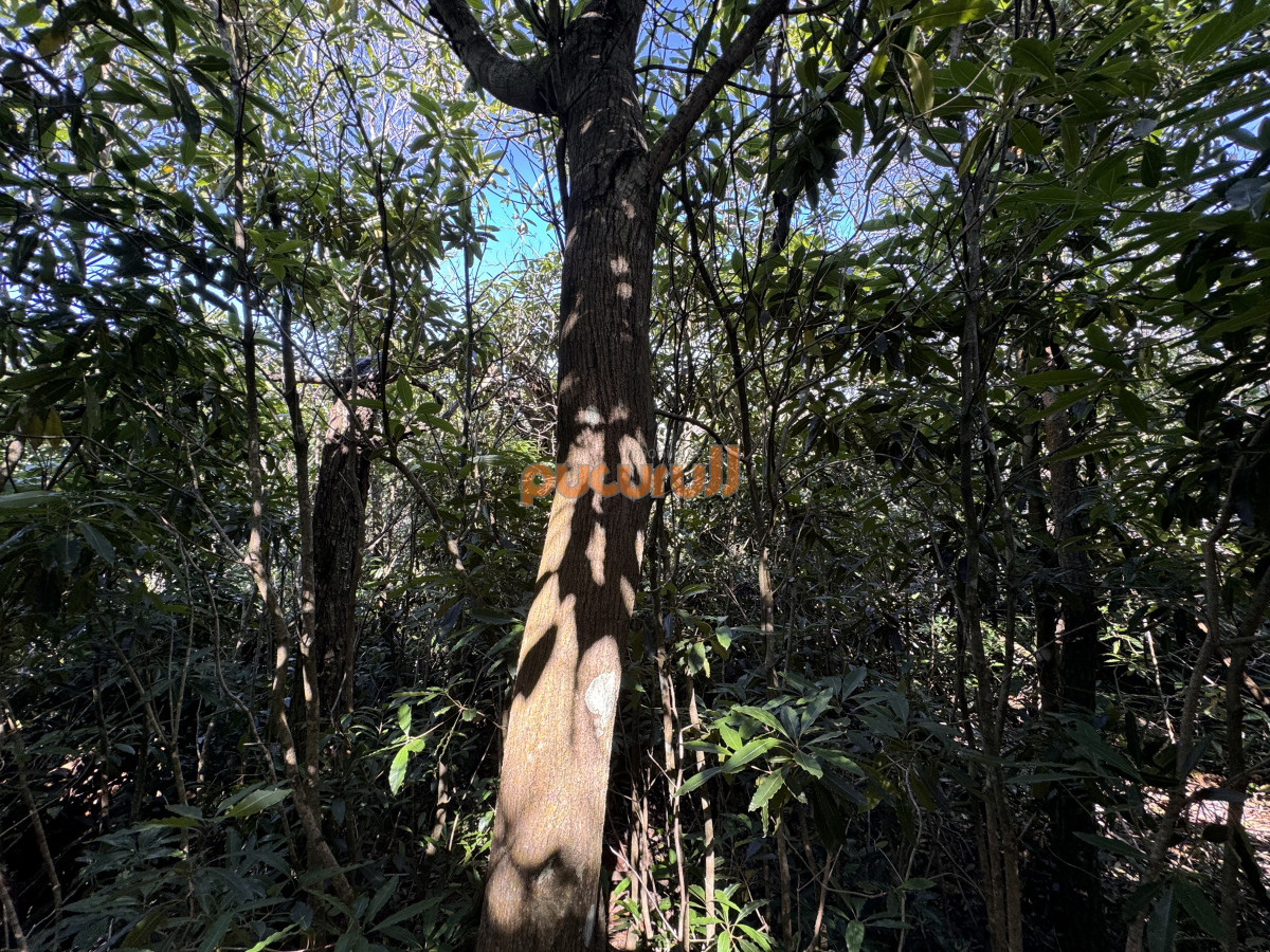 Terreno ID.1930 - Venta terreno Las Cumbres Punta Ballena Punta del Este