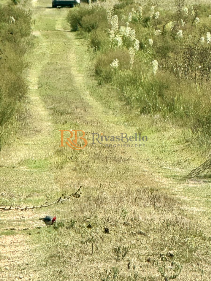 Chacra ID.123 - Venta Chacra con Casa 4 dormitorios Camino a la Pataia