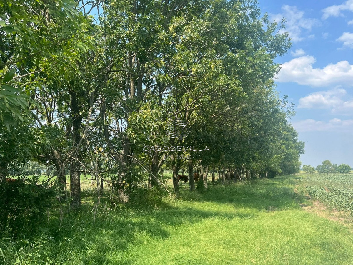 Campo Ref.245 - En venta campo de 175 has en Buenos Aires Argentina